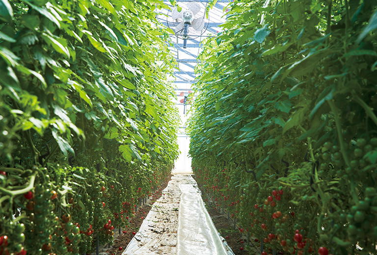 渥美半島の気候に適したミニトマト栽培